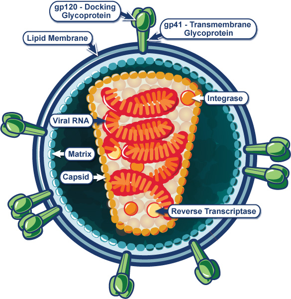 Graphic of the HIV virus structure