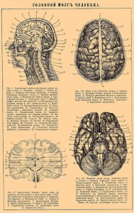 A brain diagram from the Brockhaus and Efron Encyclopedic Dictionary, published in Russia,1890-1907. 
