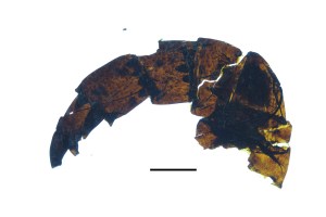 A fossilized Pentecopterus leg. The image comes from the BMC Evolutionary Biology paper.