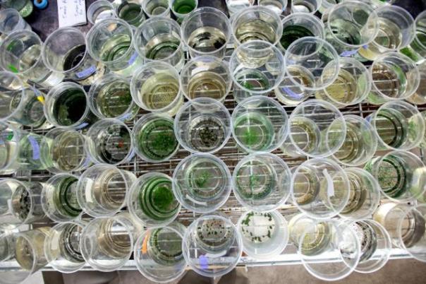 In a study involving multiple generations of a freshwater snail in New Zealand, researchers at the University of Iowa found that polyploidy doesn't appear to be an asset—nor is it a drawback—for females bearing offspring without the help of a male. Instead, it's the snails' sexuality that creates the advantage: Asexual females, the study found, grew twice as fast during the late juvenile phase and reached reproductive maturity 30 percent faster than female snails that mated with males. Photo by Justin Torner.