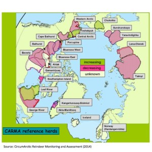 This map of the Arctic shows reindeer and caribou herd status, with red marking regions of declining population. Taimyr is on the right, in northern Russia. Image courtesy of Andrey Petrov.