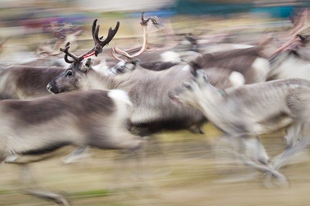 Reindeer on the run in Norway. 