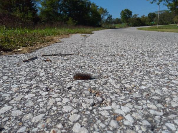 A fuzzy forager beating multiple feet across a little-used blacktop in Van Buren County. See you hanging around my yard light next spring, little fella.